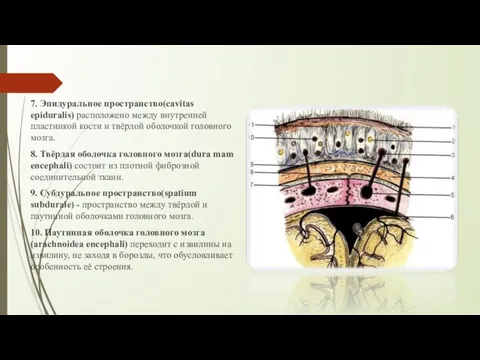 7. Эпидуральное пространство(cavitas epiduralis) расположено между внутренней пластинкой кости и твёрдой