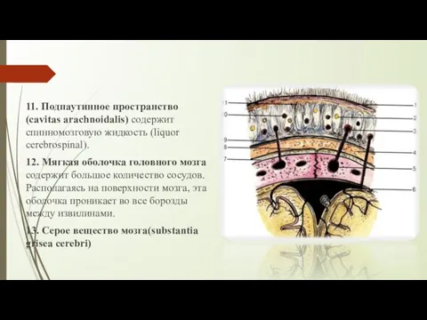 11. Подпаутинное пространство(cavitas arachnoidalis) содержит спинномозговую жидкость (liquor cerebrospinal). 12. Мягкая