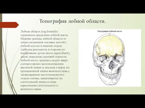 Топография лобной области. Лобная область (reg.frontalis) ограничена пределами лобной кости. Нижняя