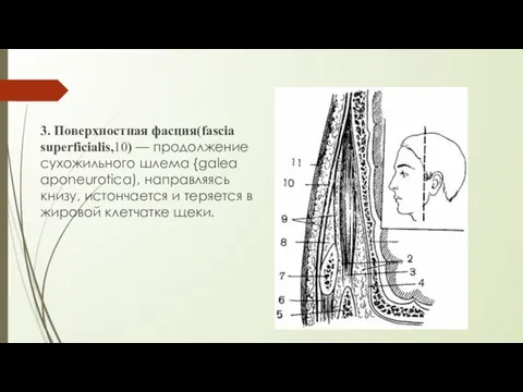 3. Поверхностная фасция(fascia superficialis,10) — продолжение сухожильного шлема {galea aponeurotica), направляясь