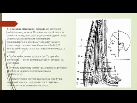 5. Височная мышца(m. temporalis) заполняет собой височную ямку. Волокна височной мышцы