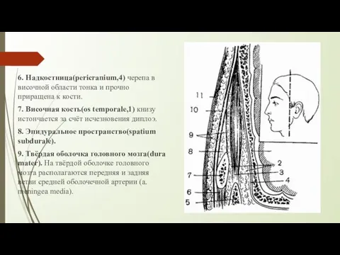 6. Надкостница(pericranium,4) черепа в височной области тонка и прочно приращена к