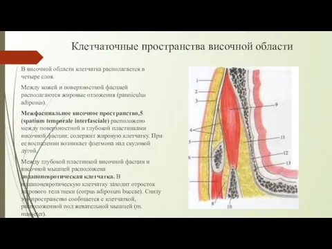 Клетчаточные пространства височной области В височной области клетчатка располагается в четыре