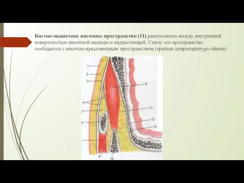 Костно-мышечное височное пространство (11) расположено между внутренней поверхностью височной мышцы и