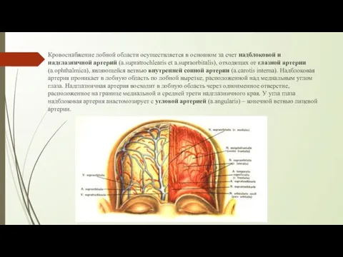 Кровоснабжение лобной области осуществляется в основном за счет надблоковой и надглазничной