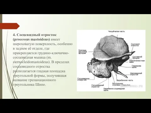 4. Сосцевидный отросток(processus mastoideus) имеет шероховатую поверхность, особенно в заднем её