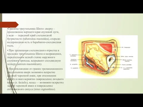 •Границы треугольника Шипо: сверху - продолжение верхнего края скуловой дуги, сзади