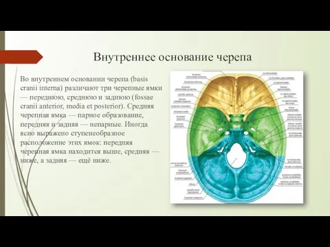 Внутреннее основание черепа Во внутреннем основании черепа (basis cranii interna) различают