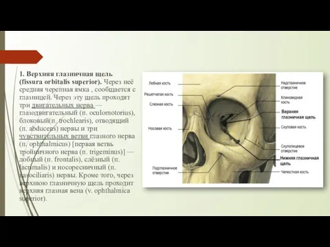 1. Верхняя глазничная щель(fissura orbitalis superior). Через неё средняя черепная ямка