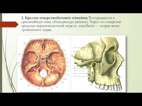 2. Круглое отверстие(foramen rotundum,7) открывается в крылонёбную ямку (fossa pterygo-palatina). Через