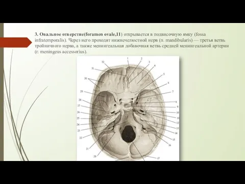 3. Овальное отверстие(foramen ovale,11) открывается в подвисочную ямку (fossa infratemporalis). Через