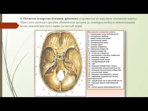 4. Остистое отверстие (foramen spinosum) открывается на наружное основание черепа. Через