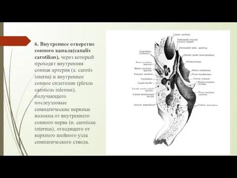 6. Внутреннее отверстие сонного канала(canalis carotikus), через который проходят внутренняя сонная