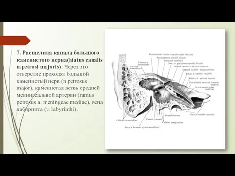 7. Расщелина канала большого каменистого нерва(hiatus canalis n.petrosi majoris). Через это