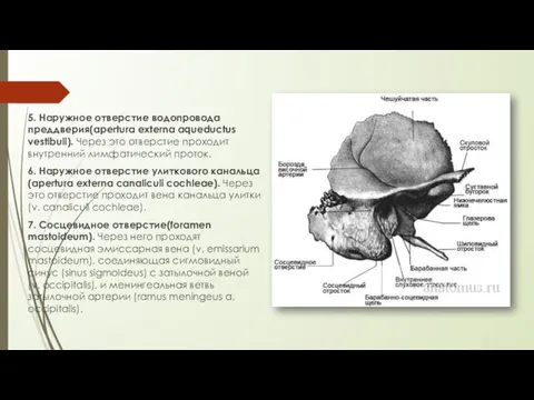 5. Наружное отверстие водопровода преддверия(apertura externa aqueductus vestibuli). Через это отверстие