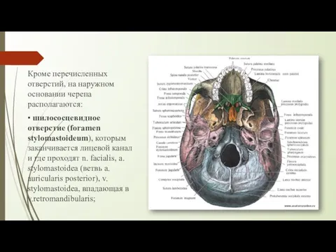 Кроме перечисленных отверстий, на наружном основании черепа располагаются: • шилососцевидное отверстие