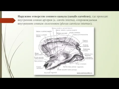 Наружное отверстие сонного канала (canalis caroticus), где проходят внутренняя сонная артерия