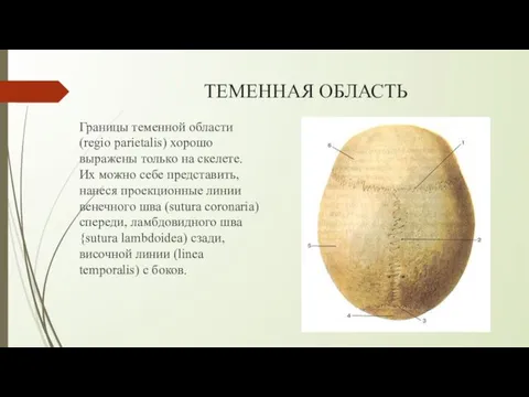 ТЕМЕННАЯ ОБЛАСТЬ Границы теменной области (regio parietalis) хорошо выражены только на