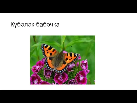 Күбәләк-бабочка