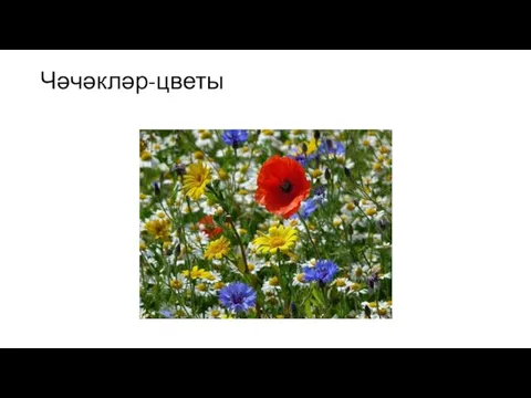 Чәчәкләр-цветы