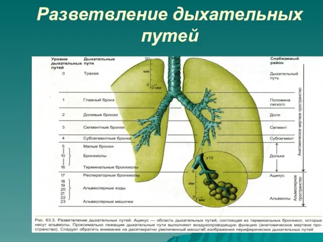 Разветвление дыхательных путей