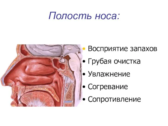 Полость носа: Восприятие запахов Грубая очистка Увлажнение Согревание Сопротивление