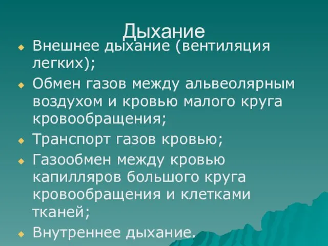 Дыхание Внешнее дыхание (вентиляция легких); Обмен газов между альвеолярным воздухом и