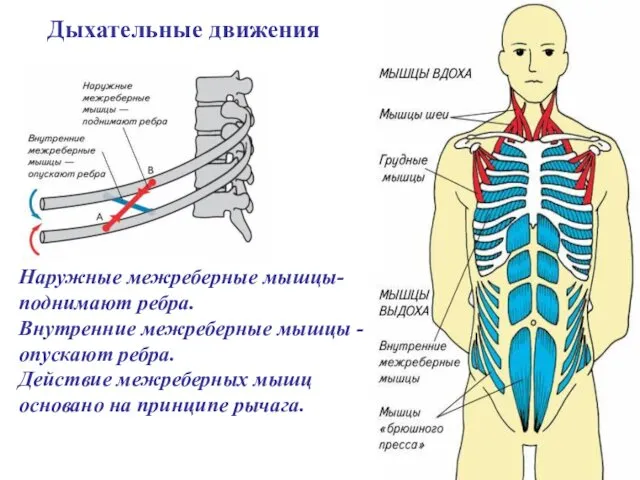 Наружные межреберные мышцы- поднимают ребра. Внутренние межреберные мышцы - опускают ребра.