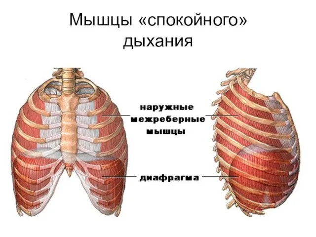 Мышцы «спокойного» дыхания