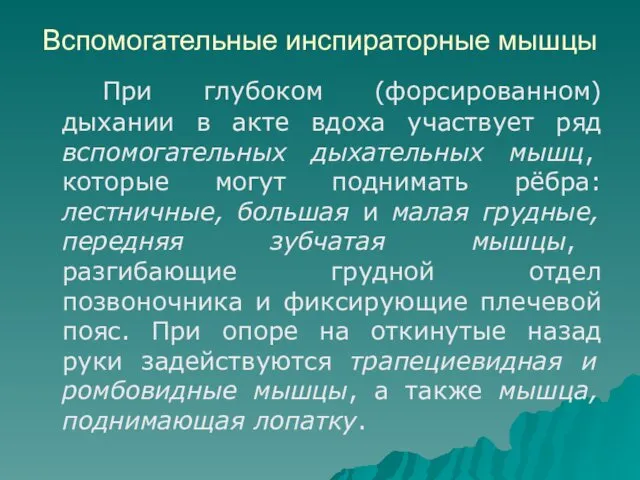 Вспомогательные инспираторные мышцы При глубоком (форсированном) дыхании в акте вдоха участвует