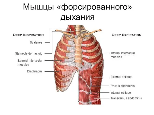 Мышцы «форсированного» дыхания