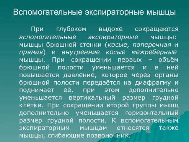 Вспомогательные экспираторные мышцы При глубоком выдохе сокращаются вспомогательные экспираторные мышцы: мышцы