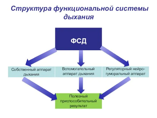 Структура функциональной системы дыхания