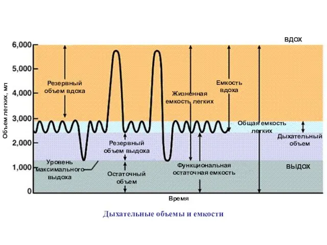 Резервный объем вдоха Резервный объем выдоха Общая емкость легких Жизненная емкость