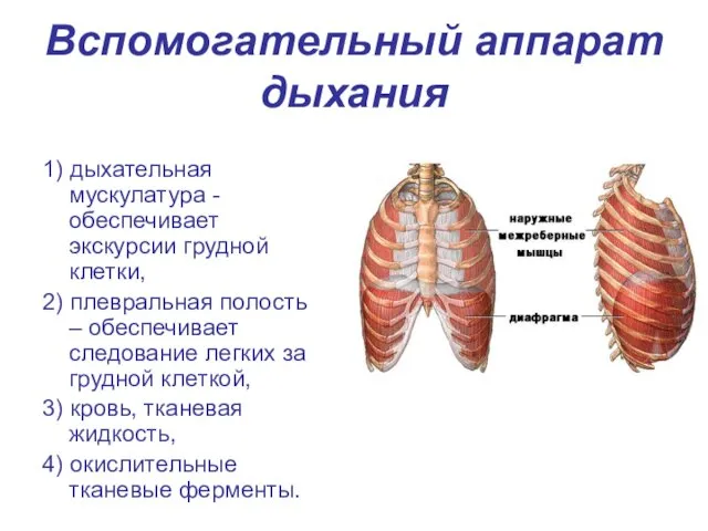 Вспомогательный аппарат дыхания 1) дыхательная мускулатура - обеспечивает экскурсии грудной клетки,