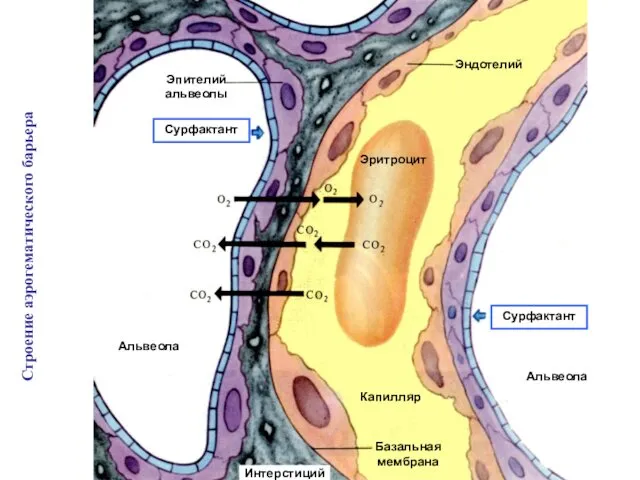 Эндотелий Эритроцит Капилляр Базальная мембрана Альвеола Интерстиций Эпителий альвеолы Сурфактант Сурфактант Альвеола Строение аэрогематического барьера