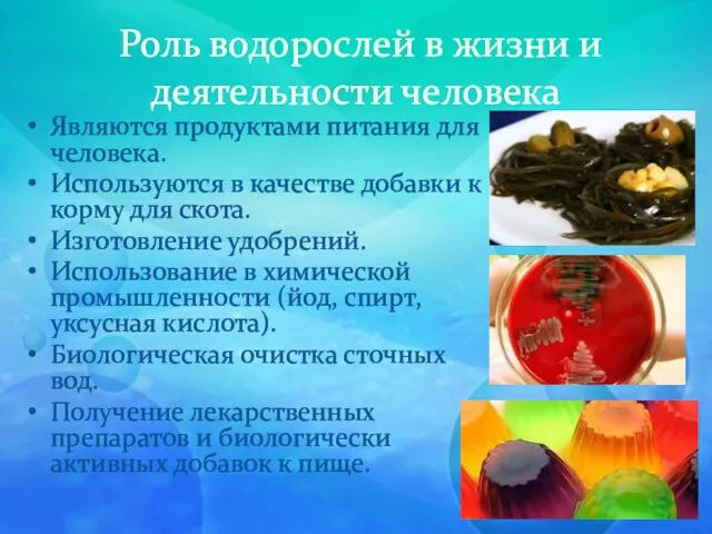 Роль водорослей в жизни и деятельности человека Являются продуктами питания для