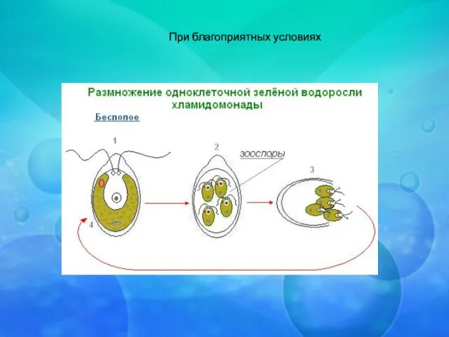 При благоприятных условиях