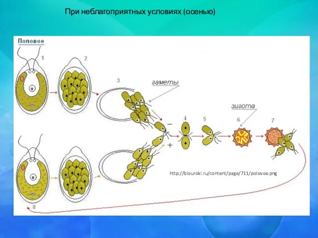 При неблагоприятных условиях (осенью) http://biouroki.ru/content/page/711/polovoe.png