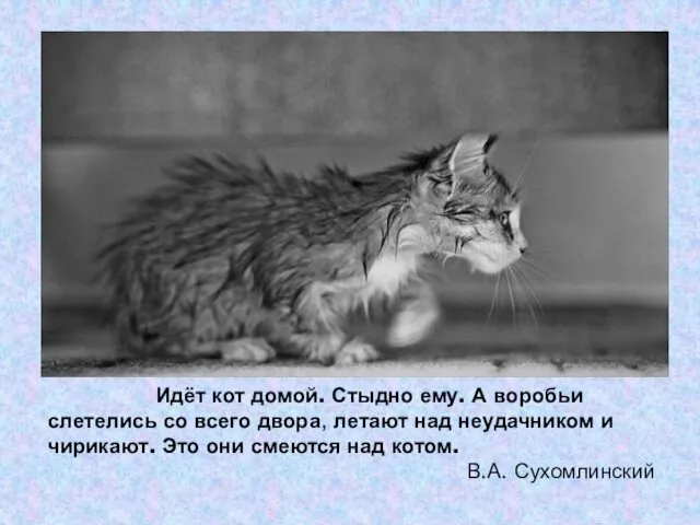 Идёт кот домой. Стыдно ему. А воробьи слетелись со всего двора,