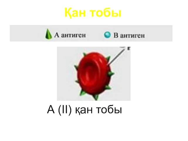 Қан тобы А (II) қан тобы