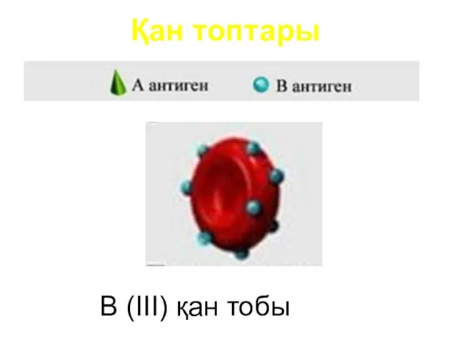 Қан топтары B (III) қан тобы