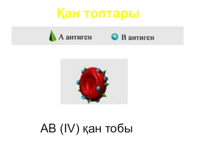 Қан топтары AB (IV) қан тобы