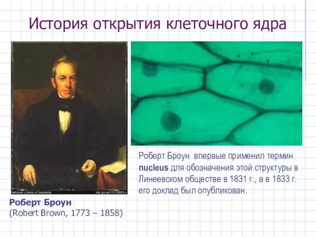 История открытия клеточного ядра Роберт Броун (Robert Brown, 1773 – 1858)