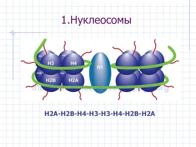 1.Нуклеосомы H2A-H2B-H4-H3-H3-H4-H2B-H2A