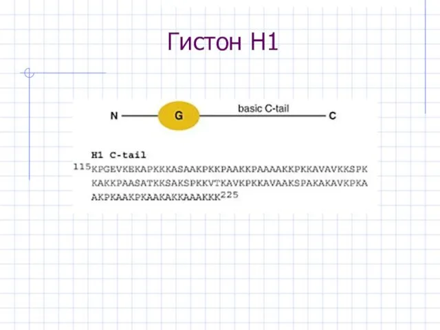 Гистон H1