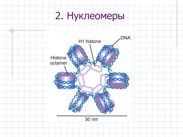 2. Нуклеомеры