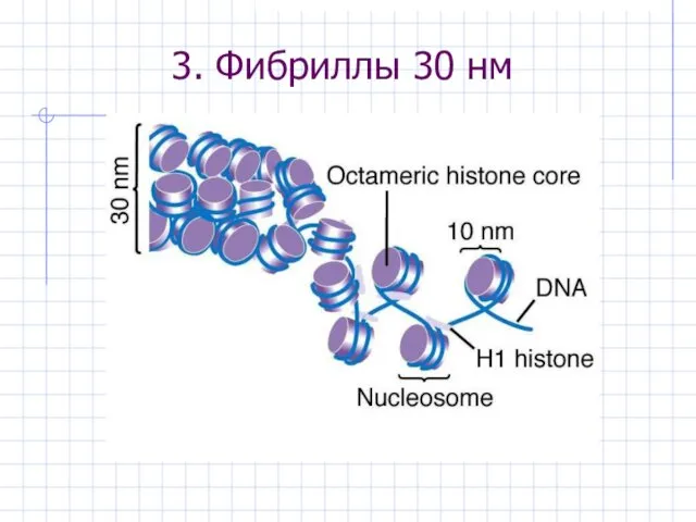 3. Фибриллы 30 нм