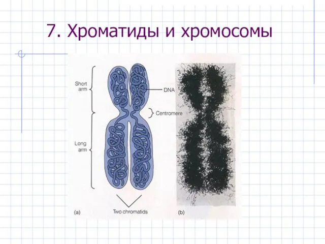 7. Хроматиды и хромосомы