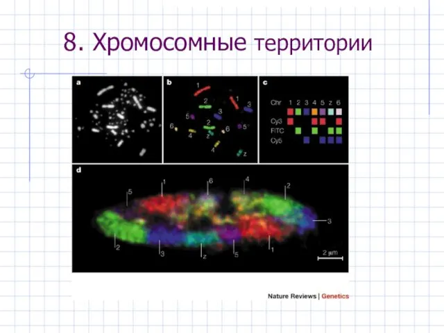 8. Хромосомные территории